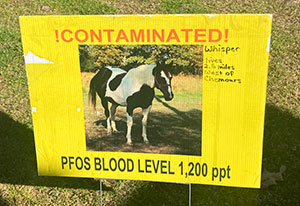 Photo of horse with unhealthy blood because of contaminated water