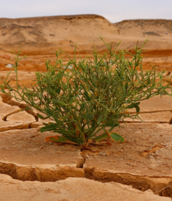 image of dry desert with small plant
